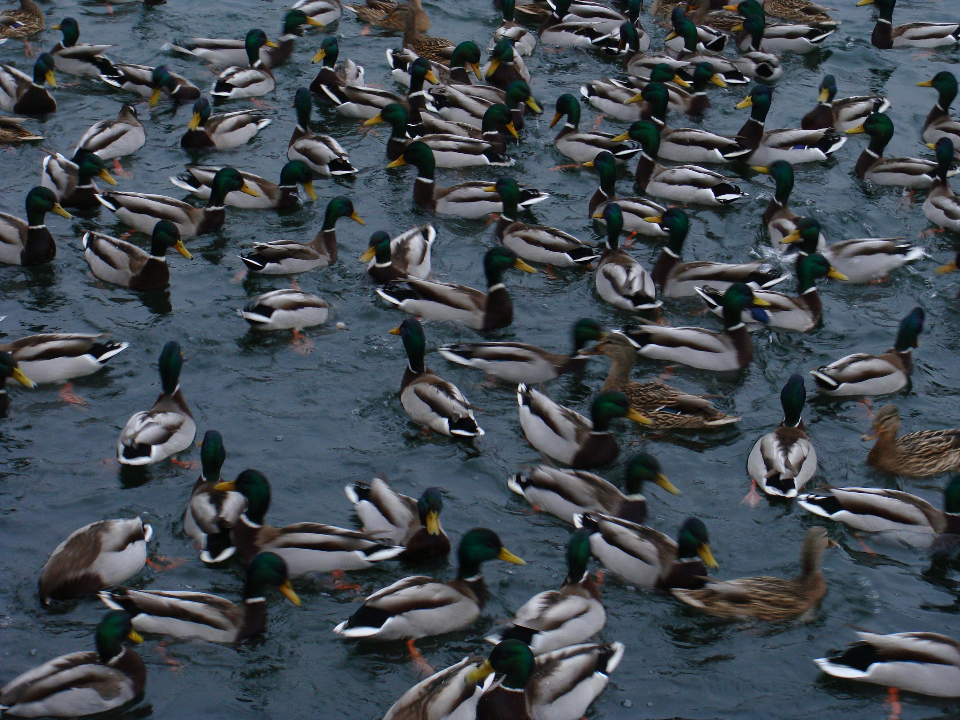 A large number of ducks on water.