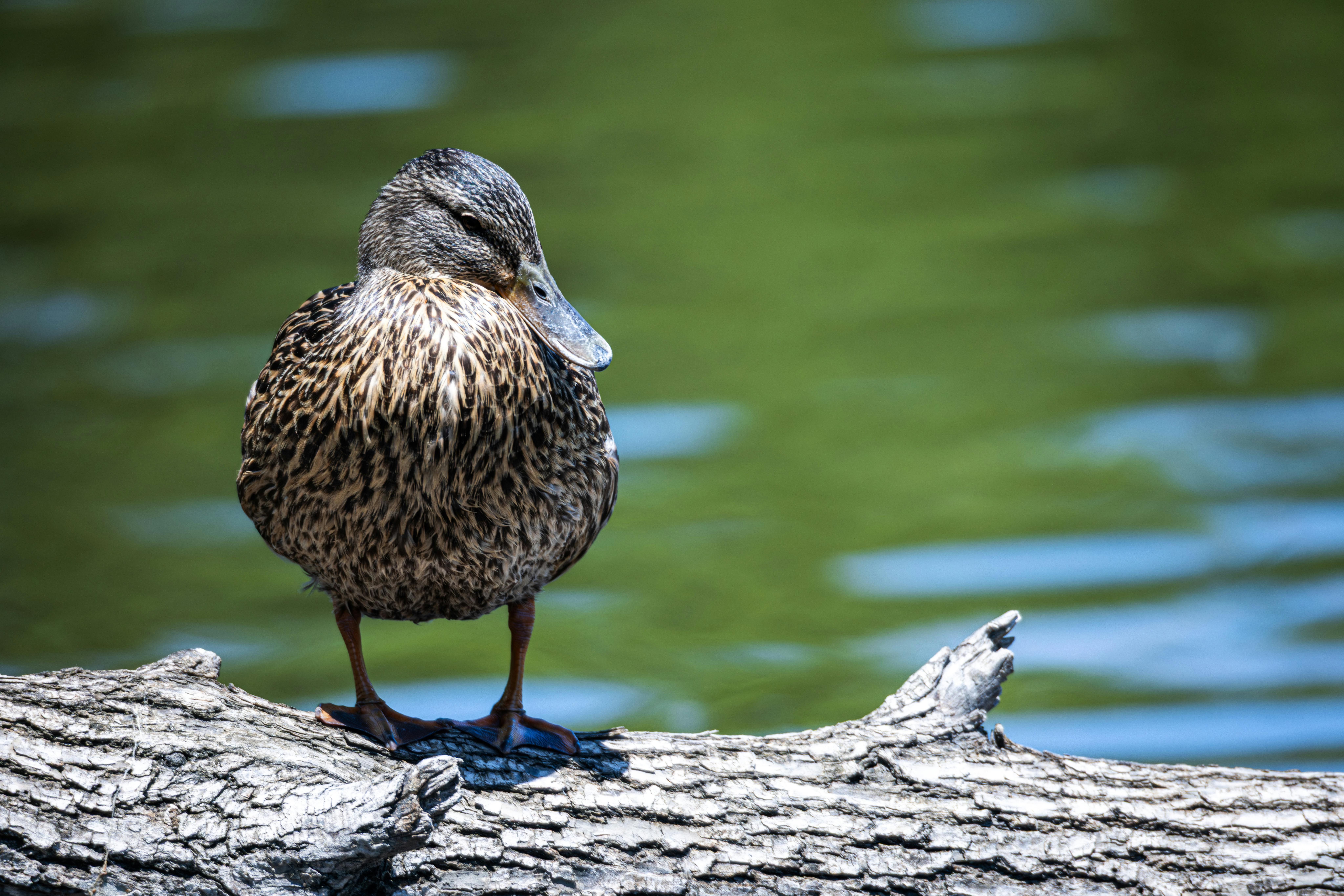 A duck standing on a log.