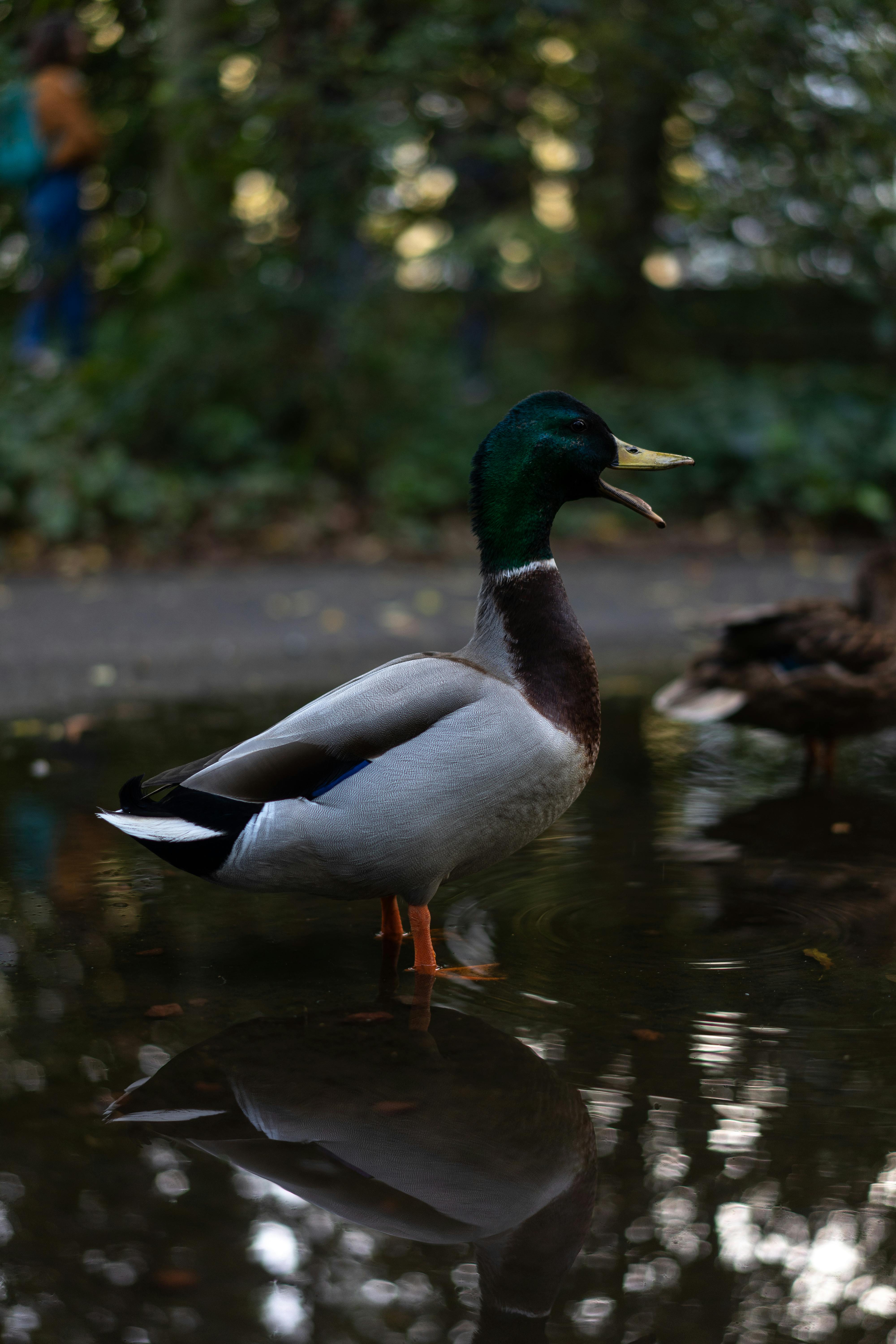A duck on water near land.
