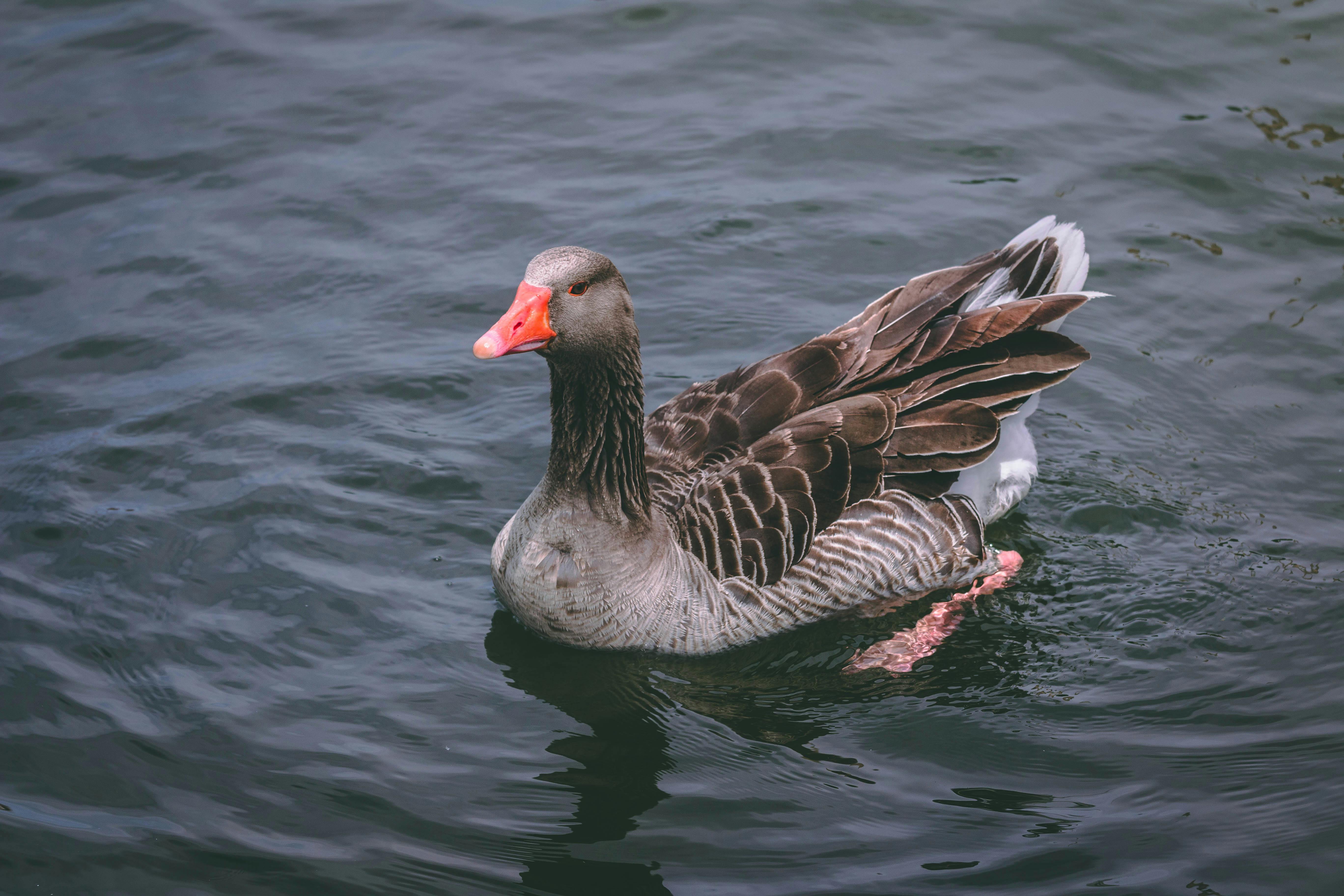A Close-up shot of a duck on water.